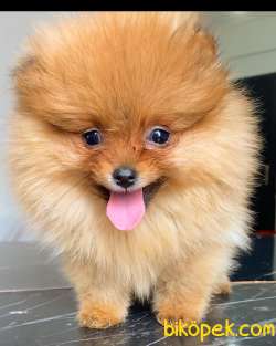 ORANGE POMERANİAN BOO 2
