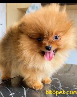 ORANGE POMERANİAN BOO 5