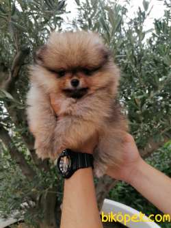 ÜST KALİTE POMERANİAN BOO 1