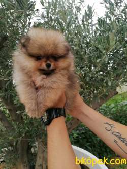 ÜST KALİTE POMERANİAN BOO 3