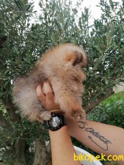 ÜST KALİTE POMERANİAN BOO 2