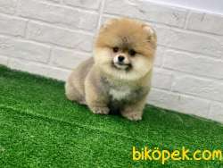 Boo 4