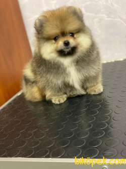 Pomeranian Boo 1