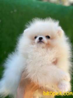 Pomeranian Boo 4