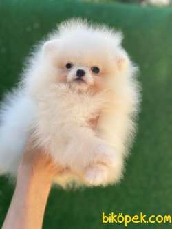 Pomeranian Boo 1