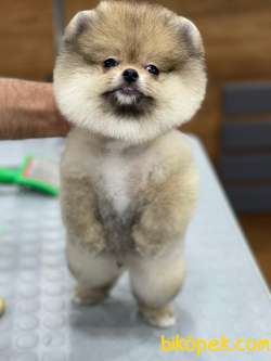 Pomeranian Boo 3