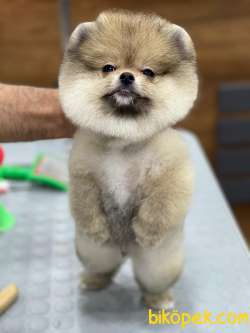 Pomeranian Boo 4