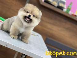 Pomeranian Boo 2