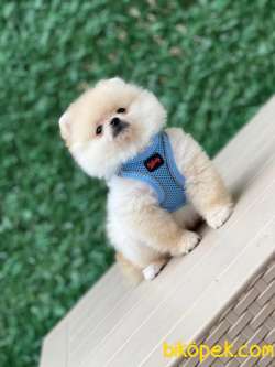 Pomeranian Boo 3