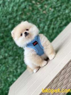 Pomeranian Boo 2