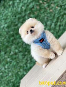 Pomeranian Boo 1