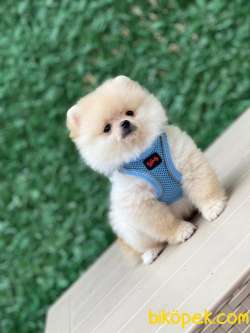 Pomeranian Boo 4