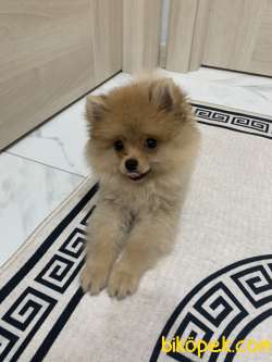 Pomeranian Boo 3