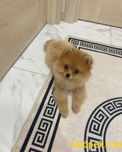 Pomeranian Boo 2