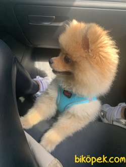 Pomeranian Boo 1