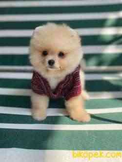 Pomeranian Boo 4