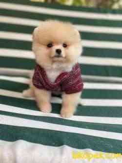 Pomeranian Boo 5