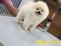 Pomeranian Boo 5