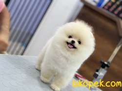 Pomeranian Boo 4