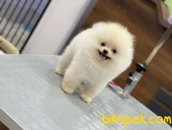 Pomeranian Boo 2