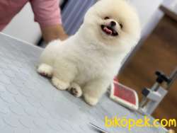 Pomeranian Boo 1