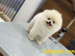 Pomeranian Boo 3