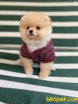 Pomeranian Boo 1