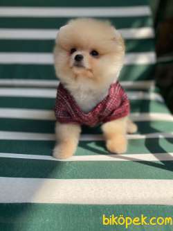 Pomeranian Boo 3