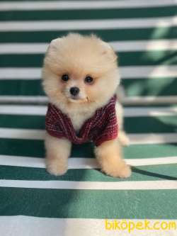 Pomeranian Boo 5