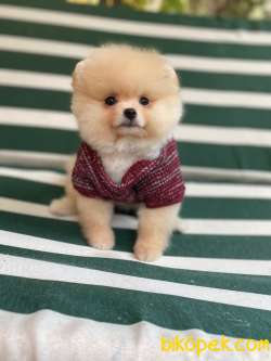 Pomeranian Boo 4