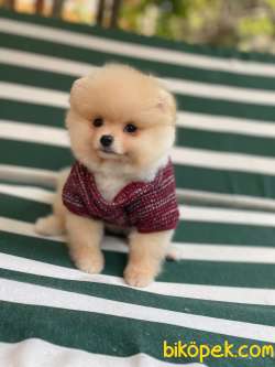 Pomeranian Boo 2