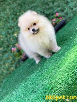 Pomeranian Boo 5