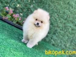 Pomeranian Boo 1