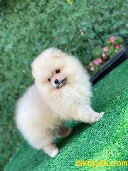 Pomeranian Boo 2