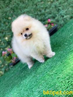 Pomeranian Boo 4