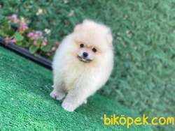 Pomeranian Boo 3