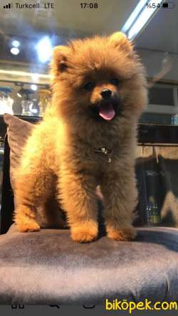 Pomeranian Boo 5