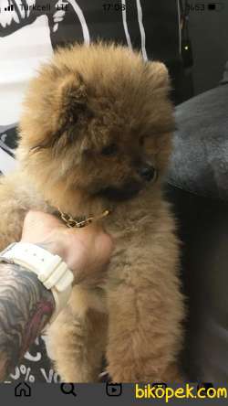 Pomeranian Boo 2
