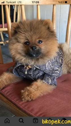 Pomeranian Boo 1