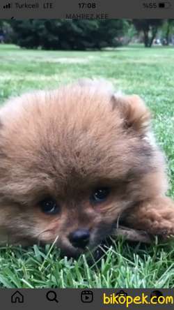 Pomeranian Boo 3