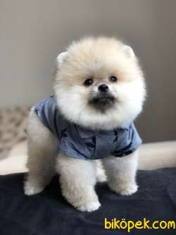 POMERANİAN BOO YAKIŞIKLI OĞLUMUZ 3