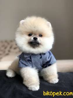 POMERANİAN BOO YAKIŞIKLI OĞLUMUZ 2