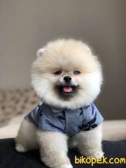 POMERANİAN BOO YAKIŞIKLI OĞLUMUZ 1