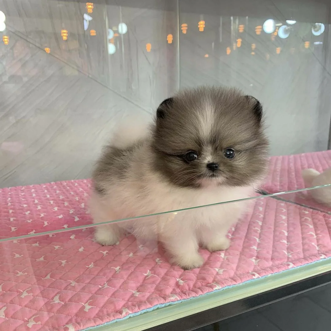 Pomeranian Boo 3