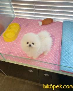 Pomeranian Boo 2