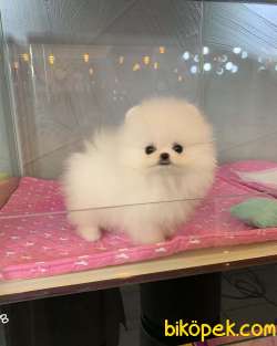 Pomeranian Boo 1