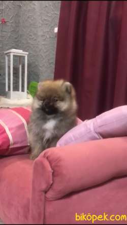 Pomeranian Boo 4