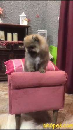 Pomeranian Boo 3