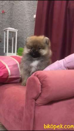 Pomeranian Boo 1