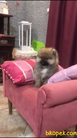 Pomeranian Boo 2